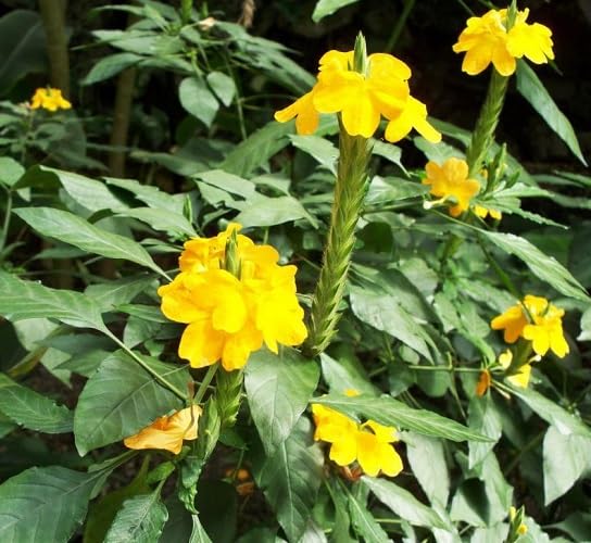 Yellow crossandra Flower Seeds
