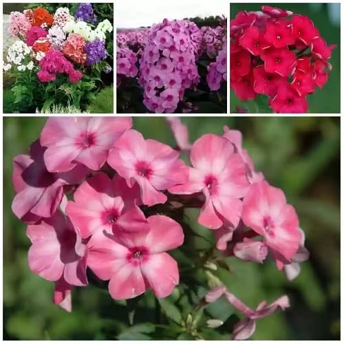 Mixed Phlox Perennial Flower Seeds
