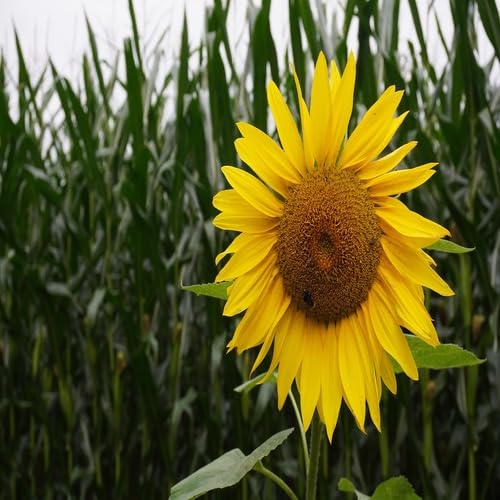 Yellow Sunflower Seeds