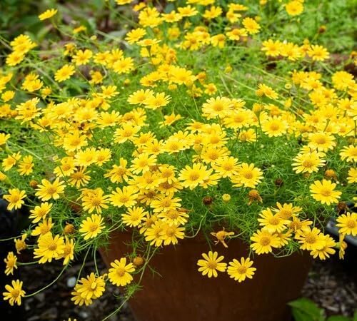Yellow Daisy Flower Seeds