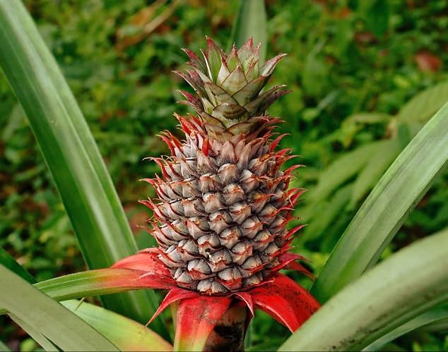 Dwarf Pineapple Fruit fruit seeds for organic garden planting