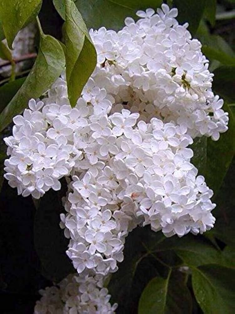 japanese lilac syringa reticulata in scent garden