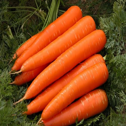 Carrot vegetable seeds for Home Gardening, Easy Grow Culinary Garden Selection Premium for kitchen garden planting
