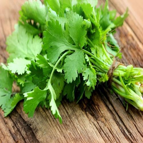 Green Cilantro vegetable seeds - Heirloom, Organic, Non Gmo Garden Seeds for kitchen garden planting
