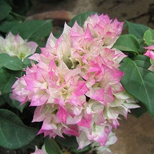 Pink White Bougainvillea spectabilis Flower Seeds