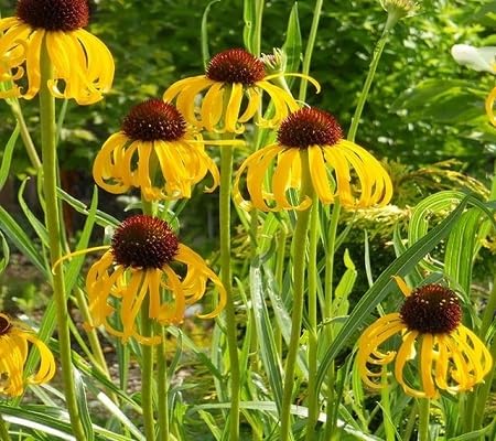 Rudbeckia Flower Seeds
