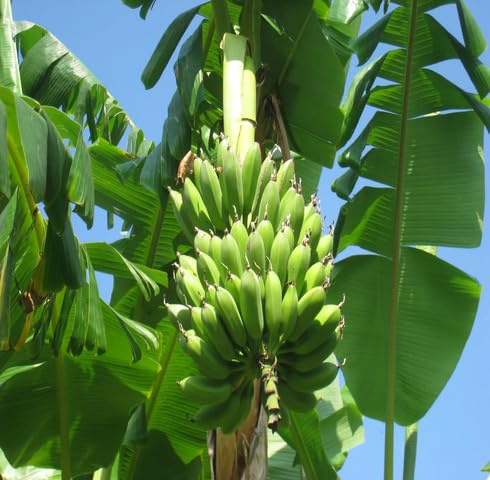 green banana tree Fruit Seeds for Home Planting Premium Germination Healthy Harvest Growing