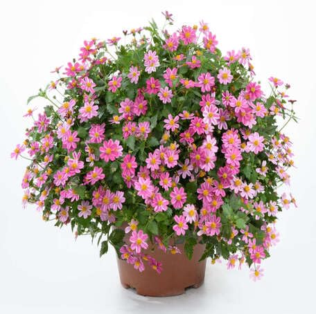 pink bidens flower seeds