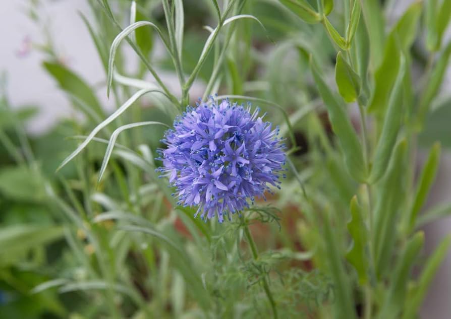 Globe Gilia Gilia Capitata