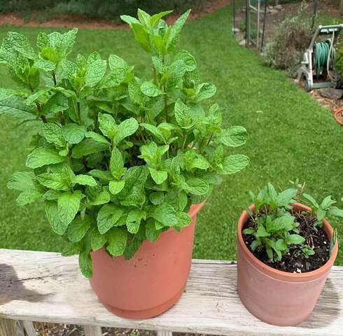 Green Mint Plant Seeds herb seeds - terrace planting, organic garden seeds