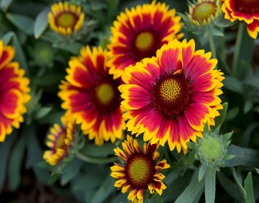 Pink Yellow Gaillardia Flower Seeds