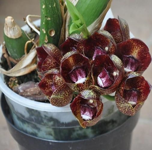 Red Peristeria Flower Seeds