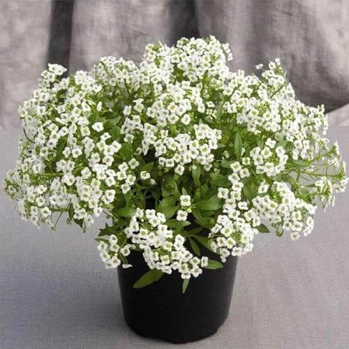 White Alyssum Flower Seeds