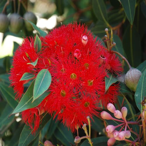 Red Corymbia Ficifolia Flower Seeds