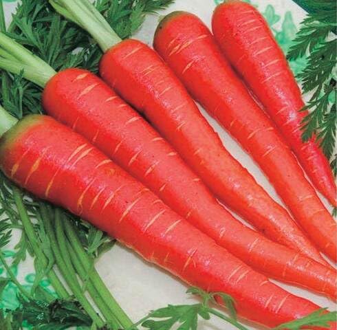 Red Carrot vegetable seeds vegetable seeds for Home Gardening, Fast Growing Backyard Harvest for kitchen garden planting