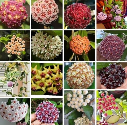 mixed hoya flower seeds