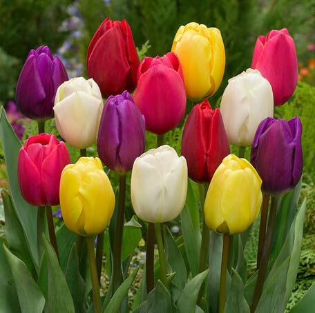 Mixed Tulip Flower Seeds