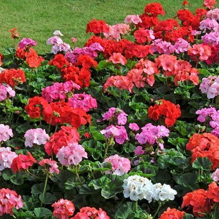 Mixed Geranium Flower Seeds