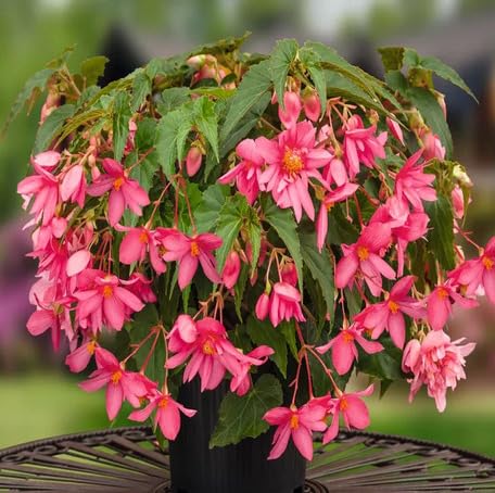 pink begonia boliviensis flower