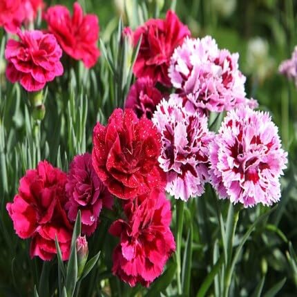 Picotee Mixed Carnation Flower Seeds