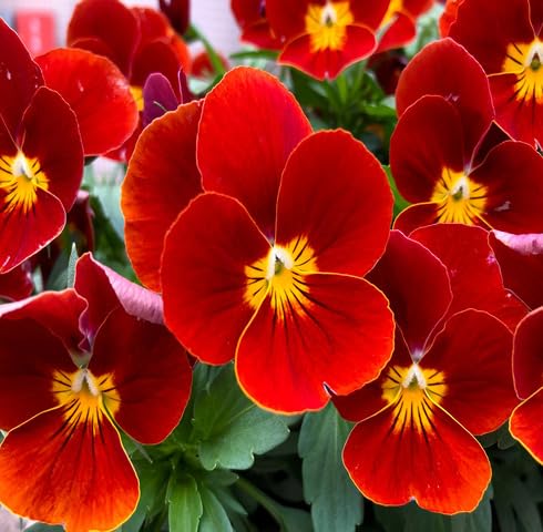 Red Pansy Flower Seeds