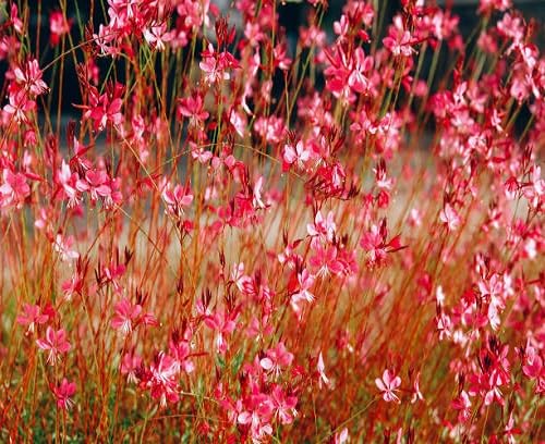 Red Perennial Guara Flower Seeds