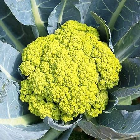 Green Cauliflower vegetable seeds for Home Gardening, Organic Raised Bed Garden Favorite for kitchen garden planting
