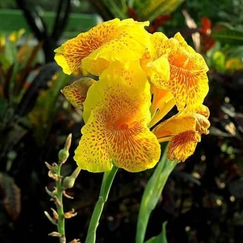 Yellow Canna Edulis Flower Seeds