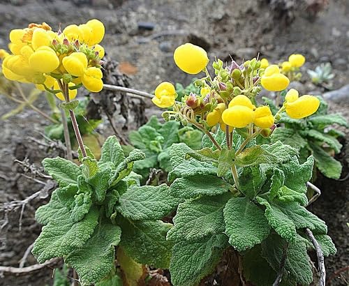 Yellow Calceolaria Slipper Flower Seeds