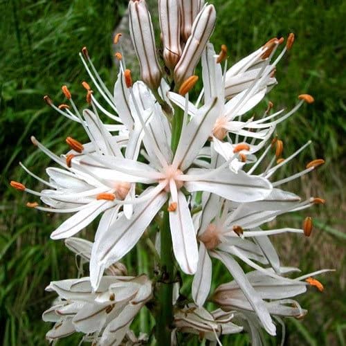 White Asphodelus Flowers Seed.