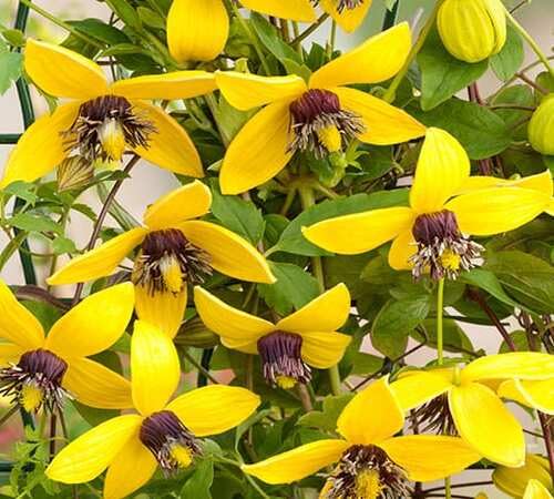 Yellow Tangutica Flower Seeds