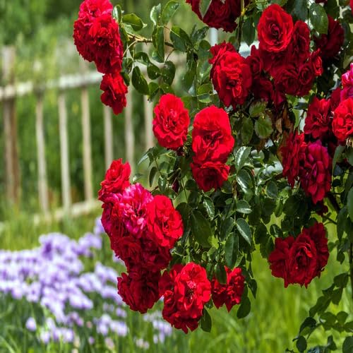Red Climbing Rose Flower Seeds