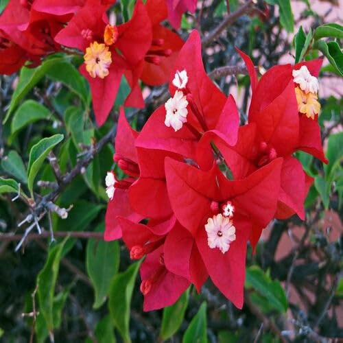 Red Bougainvillea Flower Seeds