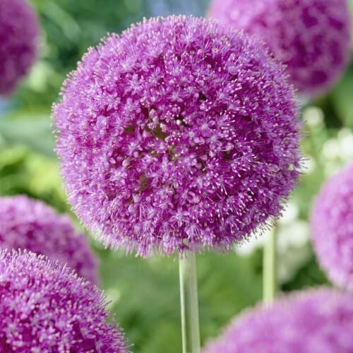 Ursinum Flower Seeds