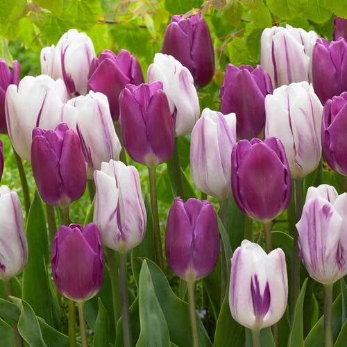 White Purple Tulip Flower Seeds