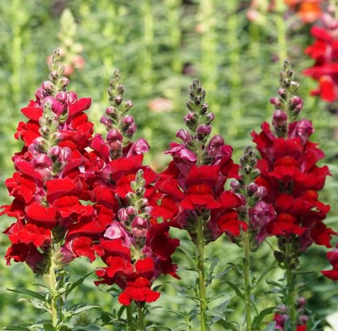 Red Antirrhinum Flower Seeds