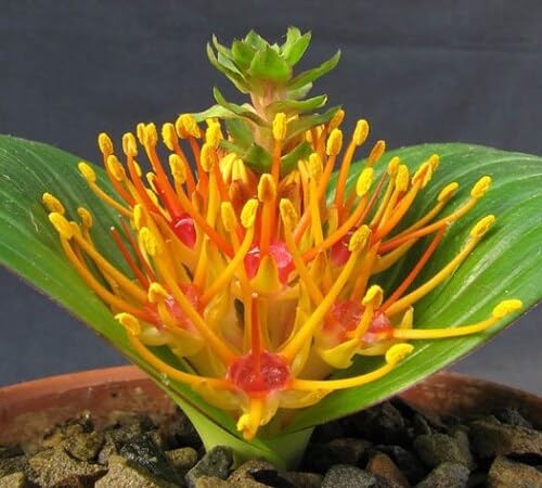 Red Yellow Daubenya marginata Flower Seeds