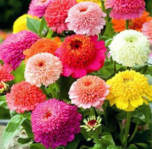 Mixed Scabiosa Flower Seeds