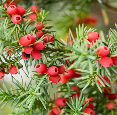 Green Taxus Baccata fruit seeds for organic garden planting