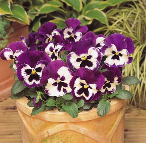 White Purple Pansy Flower Seeds