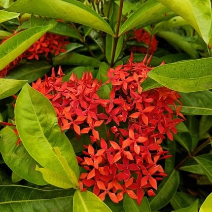 RED IXORA FLOWER SEEDS