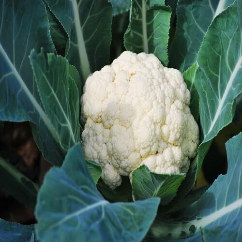 White Cauliflower vegetable seeds - Heirloom, Organic, Non Gmo Garden Seeds for kitchen garden planting
