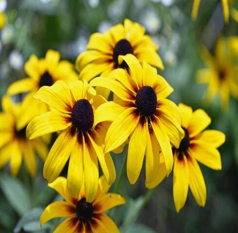 Yellow Rudbeckia Flowers Seeds