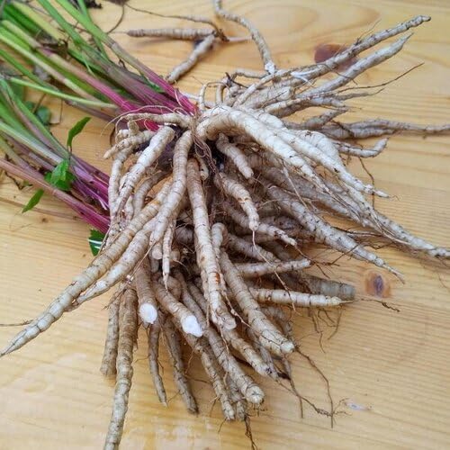 White Skirret vegetable seeds - Heirloom, Organic, Non Gmo Garden Seeds for kitchen garden planting