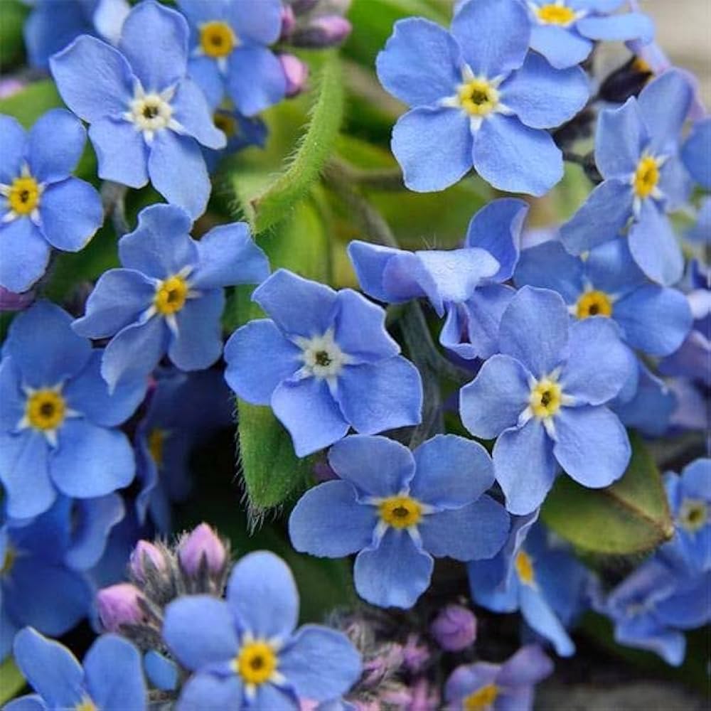 myosotis sylvatica forget me not beautiful flower