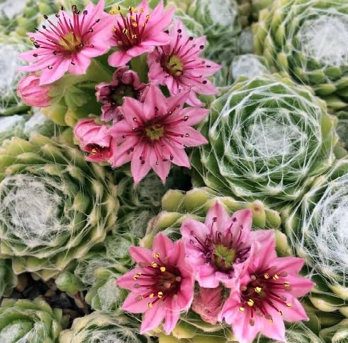 Sempervivum Flower Seeds