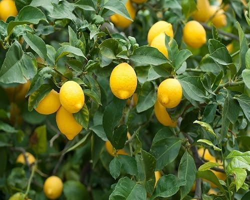 Yellow Lemon vegetable seeds - Heirloom, Organic, Non Gmo Garden Seeds for kitchen garden planting