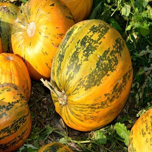 Green Orange Pumpkin vegetable seeds for Home Gardening, Premium Kitchen Garden Planting for kitchen garden planting
