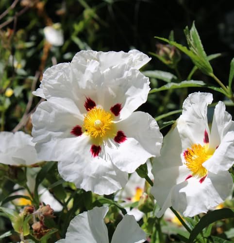 White Cistus Flower Seeds