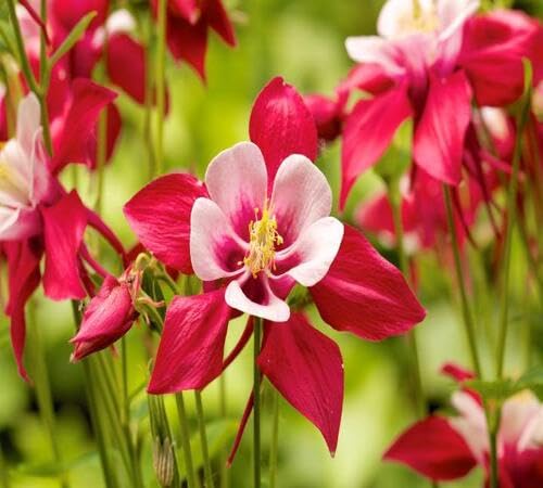 red giant aquilegia flower